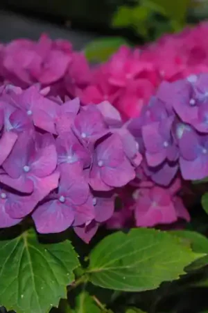 Veel gevraagd - Hydrangea macrophylla Renate Steiniger