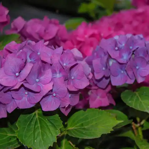 Veel gevraagd - Hydrangea macrophylla Renate Steiniger