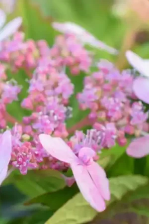 Wees er snel bij - Hydrangea serrata Bluebird