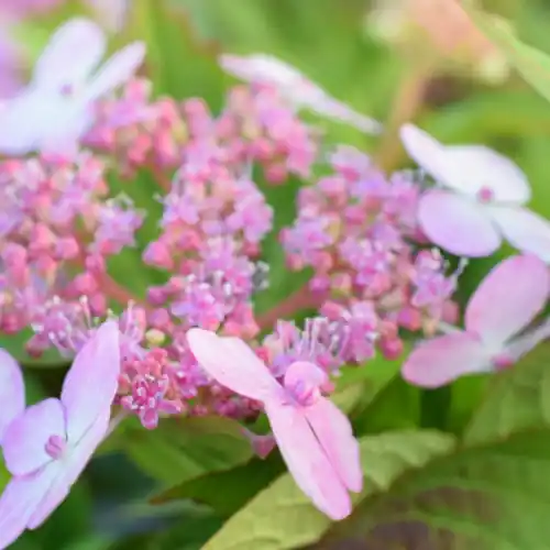 Wees er snel bij - Hydrangea serrata Bluebird
