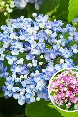Hydrangea macrophylla Ayesha - Veel voordeel