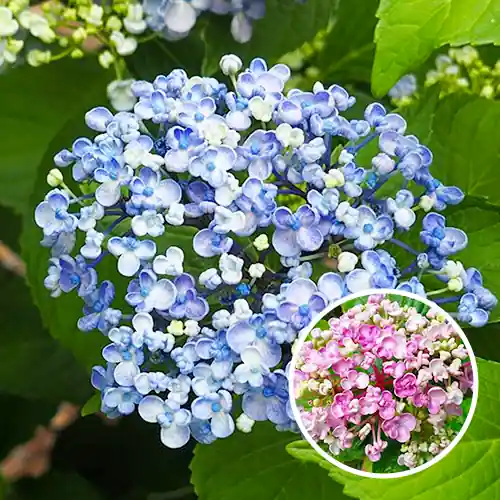 Hydrangea macrophylla Ayesha - Veel voordeel