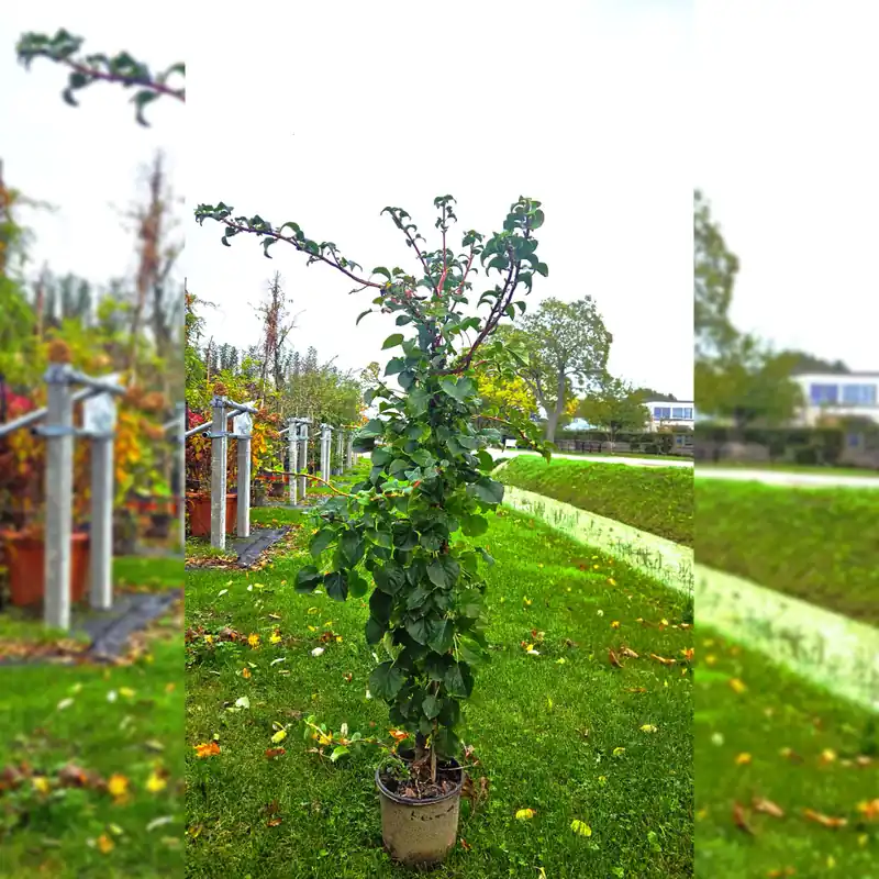 Hoog gewaardeerd - Klimhortensia