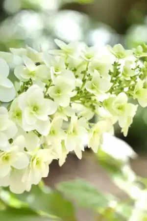Veel gekozen - Eikenbladhortensia