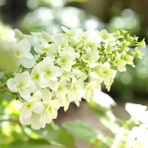 Veel gekozen - Eikenbladhortensia