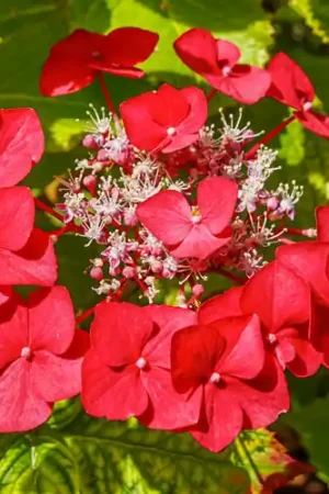 Hydrangea Teller Red - Op voorraad
