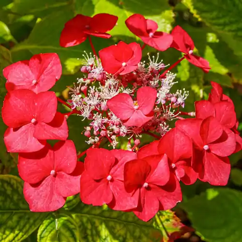 Hydrangea Teller Red - Op voorraad