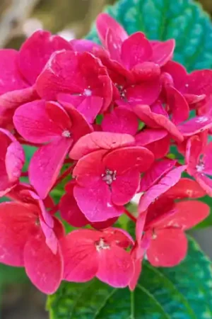 Topproduct - Hydrangea Merveille Sanguine