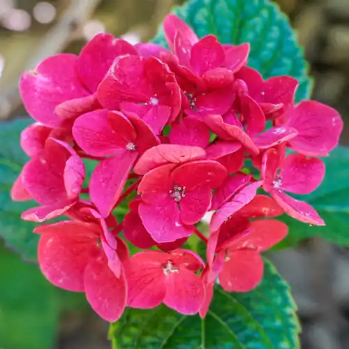 Topproduct - Hydrangea Merveille Sanguine