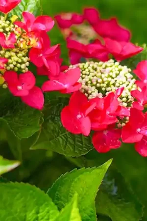 Speciale aanbieding - Hydrangea Rotschwanz