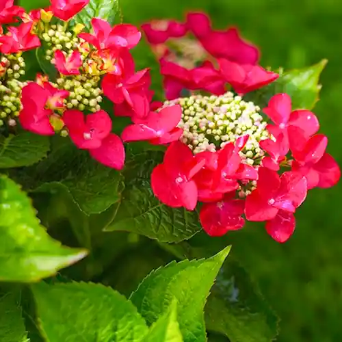Speciale aanbieding - Hydrangea Rotschwanz