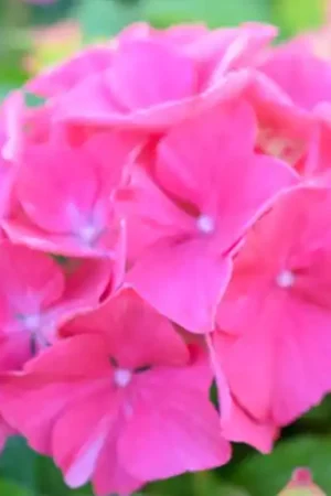 Direct van de fabrikant | Hydrangea serrata Preziosa