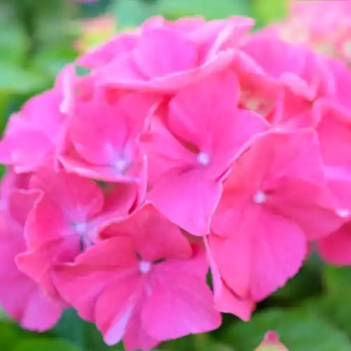 Direct van de fabrikant | Hydrangea serrata Preziosa