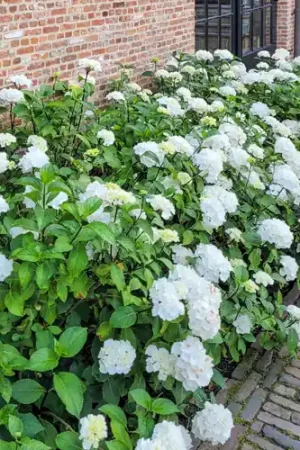 Hydrangea macrophylla Soeur Therese | Favoriet van klanten