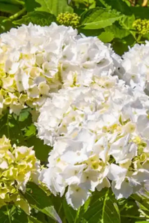 Hydrangea macrophylla Madame Emile Mouillere - Trending