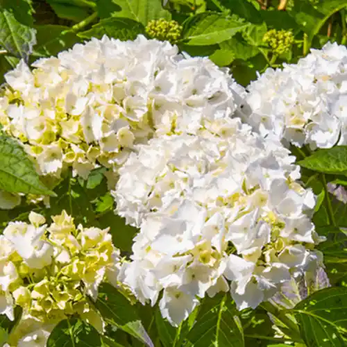 Hydrangea macrophylla Madame Emile Mouillere - Trending