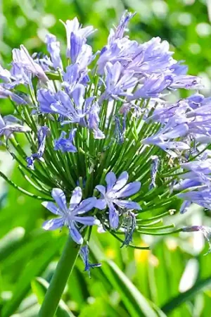 Agapanthus africanus - Spoedlevering