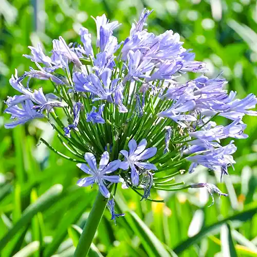 Agapanthus africanus - Spoedlevering
