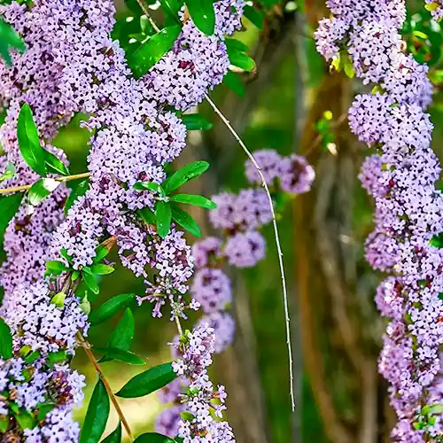 Nu beschikbaar - Vlinderstruik Alternifolia
