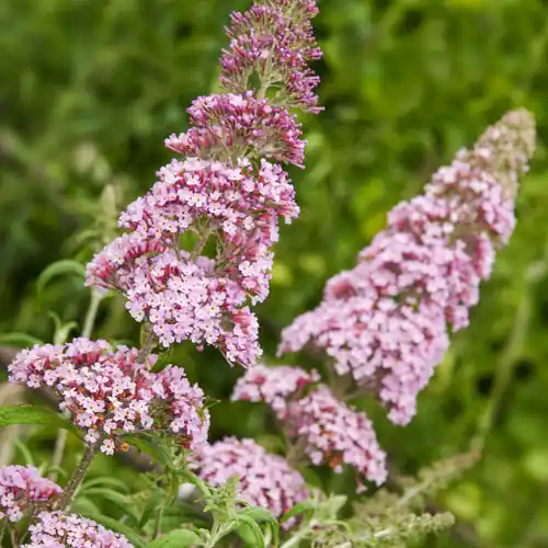 Vlinderstruik Pink Delight - Actie
