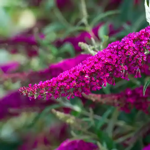 Net binnen | Vlinderstruik Summer Beauty