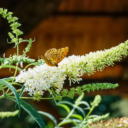 Vlinderstruik White Profusion | Erg populair