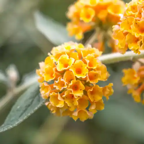 Prijsverlaging - Vlinderstruik Sungold
