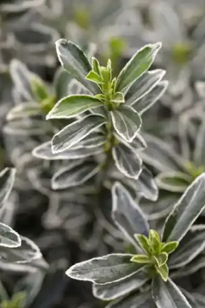 Populair bij klanten | Euonymus japonicus Microphyllus Albovariegatus