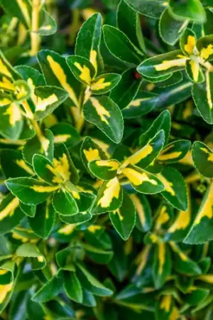 Extra voordeel - Euonymus japonicus Ovatus Aureus