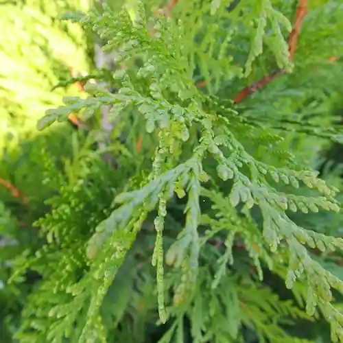 Topproduct | Thuja Martin