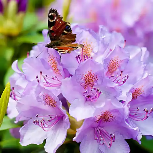 Dagdeal - Rhododendron catawbiense Grandiflorum 30-40cm
