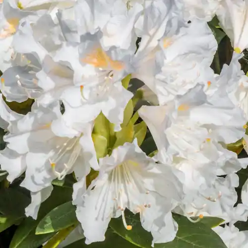 Rhododendron Cunningham‘s White 30-40cm - Bestseller