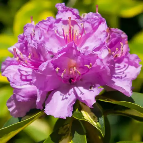 Online kopen - Rhododendron Goldflimmer 30-40cm