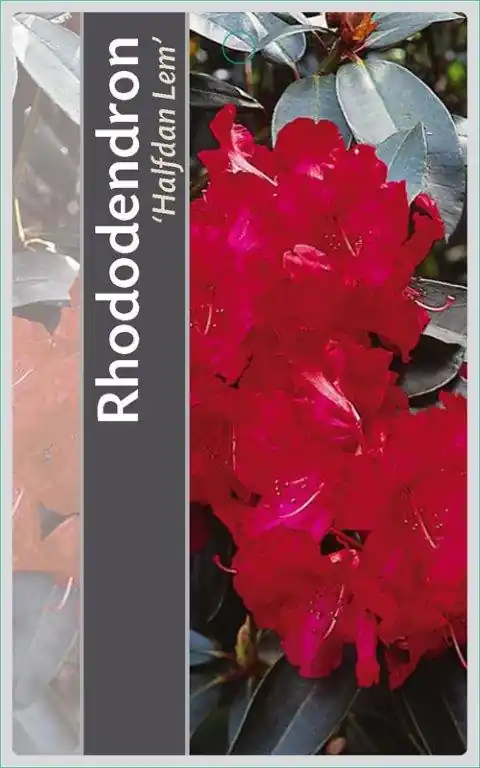 Extra voordeel | Rhododendron Halfdan Lem