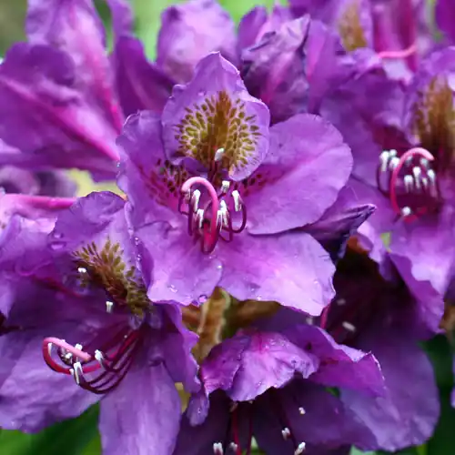 Rhododendron Marcel Menard 30-40 cm | Speciale aanbieding