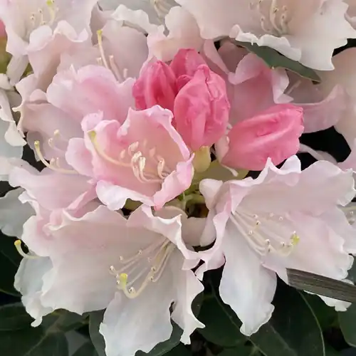 Actie - Rhododendron Dreamland 30-40cm