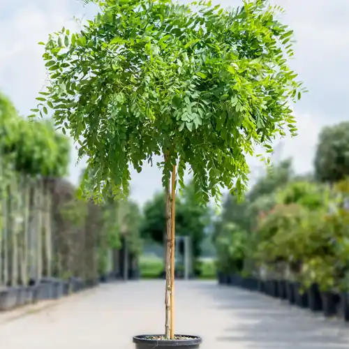 Bolacacia | Veilig betalen