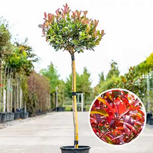 Flitsaanbieding - Photinia fraseri Little Red Robin
