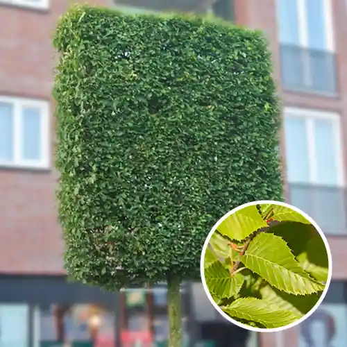 Leicarpinus Fastigiata | Lage prijs
