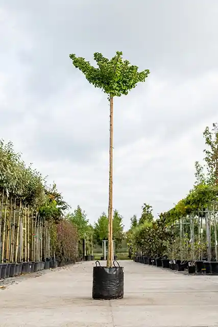 Nu kopen - Ginkgo biloba ‘Mariken‘