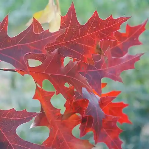 Quercus palustris - Snelle verzending