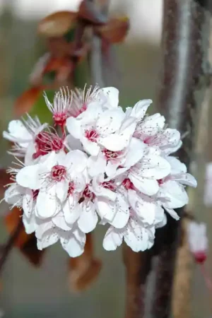 Expreslevering - Prunus cerasifera ‘Nigra‘