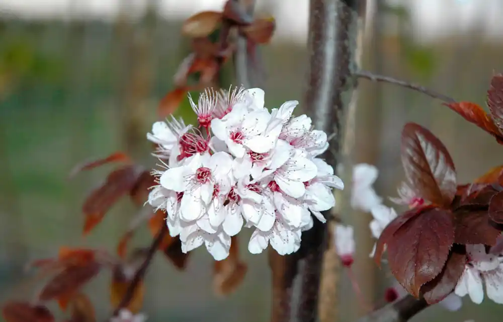 Expreslevering - Prunus cerasifera ‘Nigra‘
