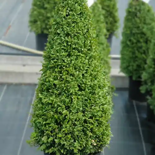 Snelle levering - Buxus piramide