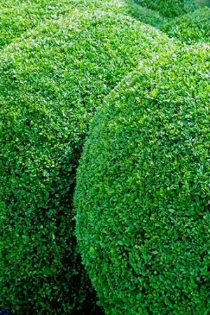 Aanrader - Buxus bol