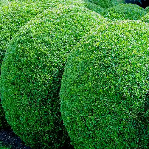 Aanrader - Buxus bol