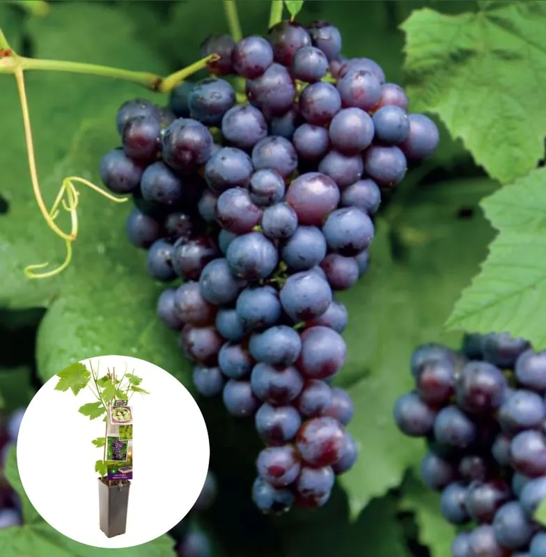 Blauwe druif Boskoop Glorie 50-60 cm | Bijna uitverkocht