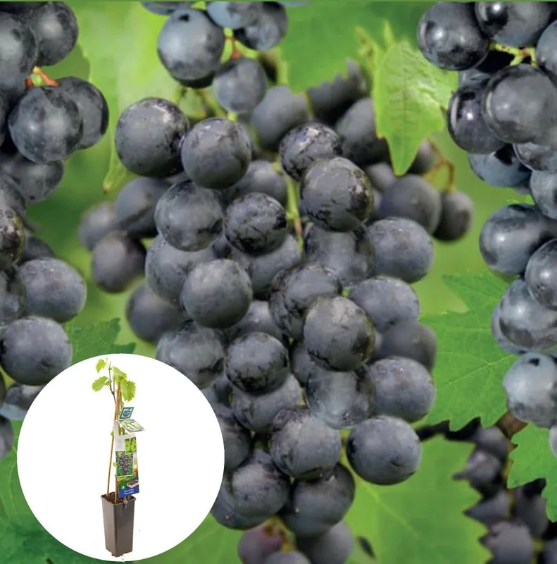 Nu beschikbaar - Grote blauwe druif Muscat Blue 50-60 cm