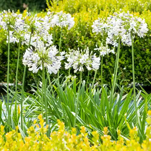 Populair bij klanten | Agapanthus Wit