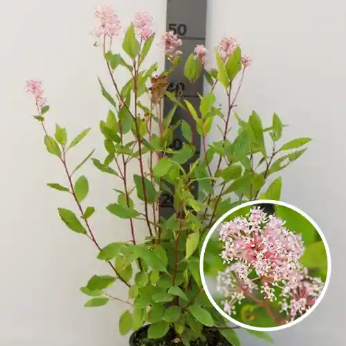 Ceanothus pallidus ‘Marie Simon‘ - Aanrader